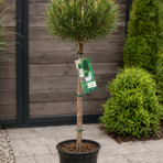 Borovica čierna (Pinus nigra) ´SUMMER BREEZE´ - výška 110-130 cm, kont. C4L  – NA KMIENKU